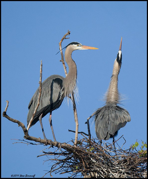 _1SB0192 great-blue herons on nest.jpg